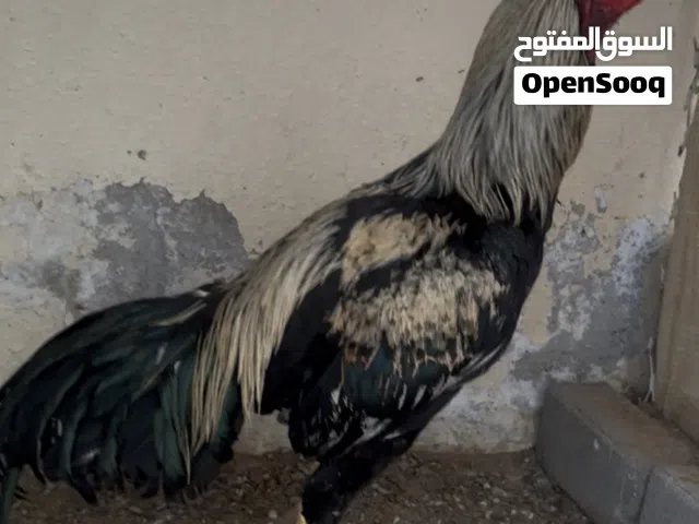 ديج بكستاني سندي العمر 11شهر