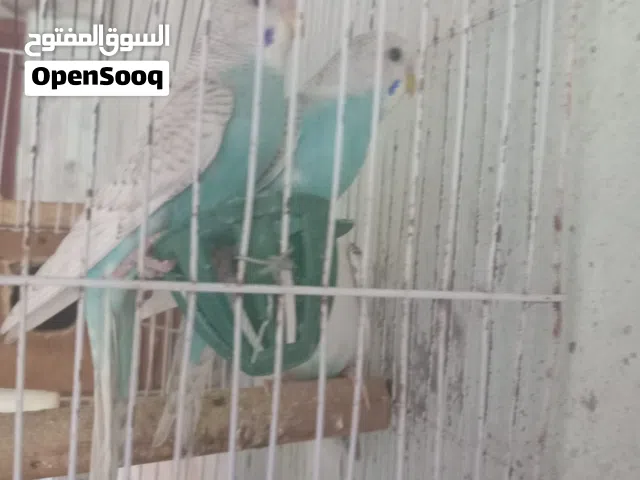 جواز ومخاليف حب بيع او بدل
