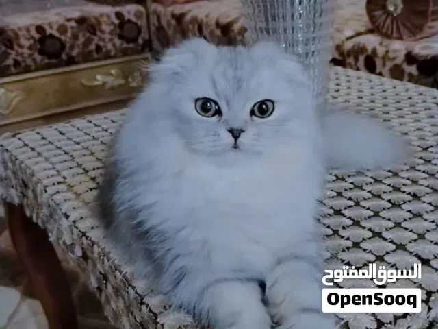 قطه سكوتش فولد سلفر