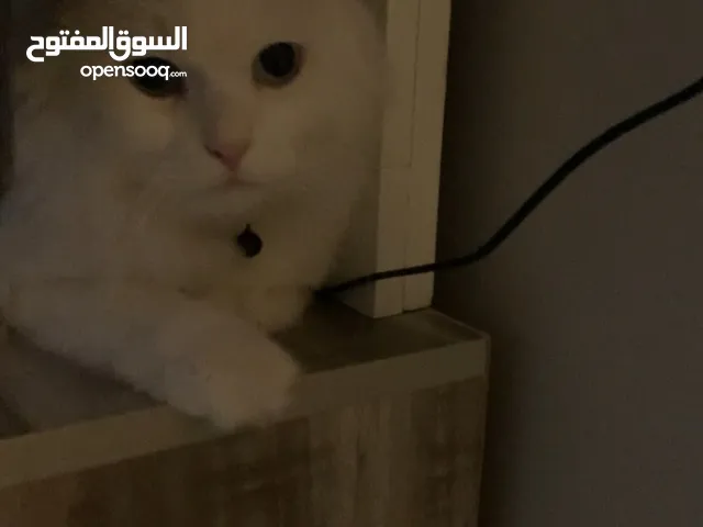 ف مدينه رياض قط شيرازي نظيف ولطيف ذكر