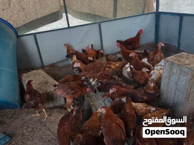 دجاج فرنسي الاحمر
