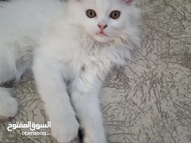 قط اليف . ابيض اللون ، جميل جدا.