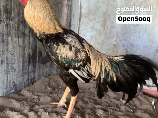 ديك بتشو جاوا نسل ميوالي للبيع او بدل ب ايفون 11 و ازيدك