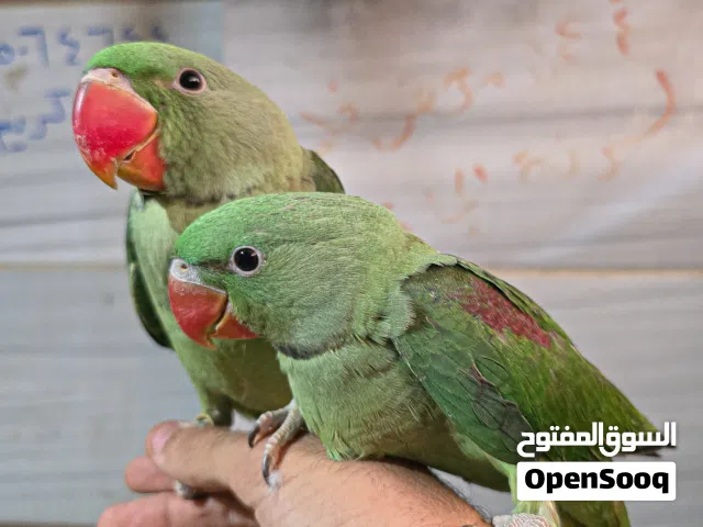 اجمل زوج ببغاء دره امريكي هادي تماما آمان تام علي الاطفال