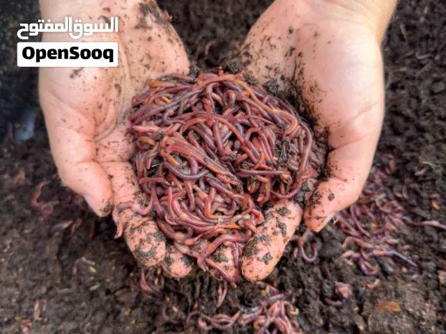 ديدان ريد وجلرز/red wiggler  للبيع