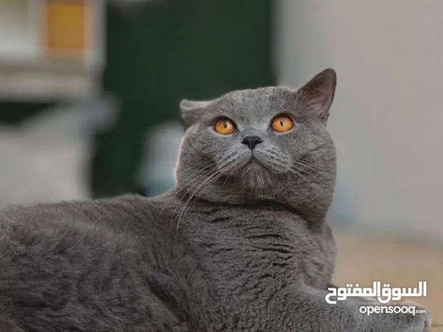قطط متنوعه للبيع اسعار تصفيه