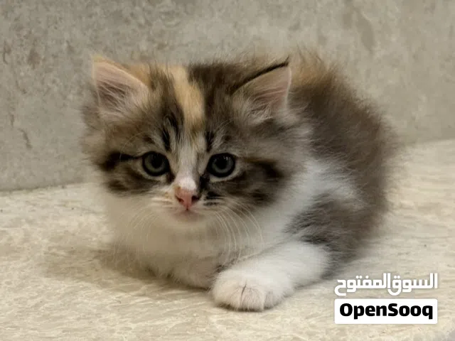 قطط مكس سكوتش فولد+سكوتش ستريت(سعر قابل للتفاوض)