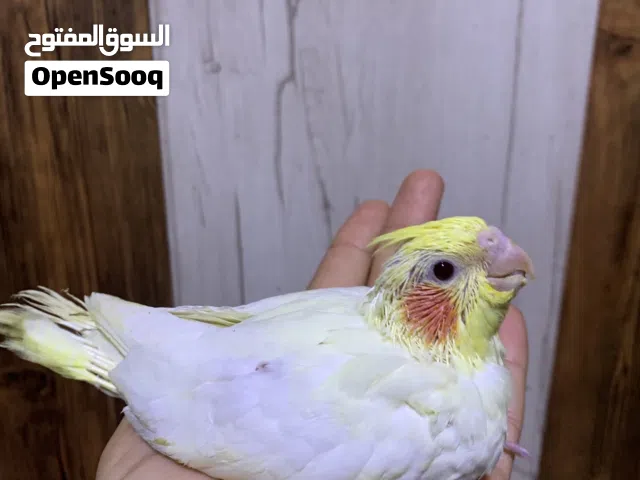 للبيع  كوكتيل متعلم زق صحه ونظافه عمر شهر  سعر 30  عنوان بصره طويسه