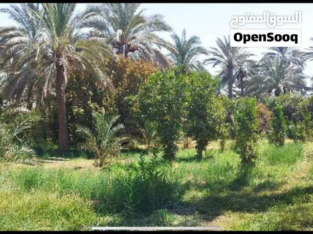 موقع جدا مميز 5دوانم في بغداد البو عيثه واجهيه 50م ونزال 50 تحتوي ع اشجار مثمرة