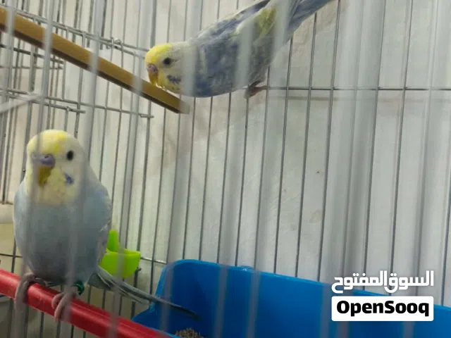 زوز ذكورة رينبو