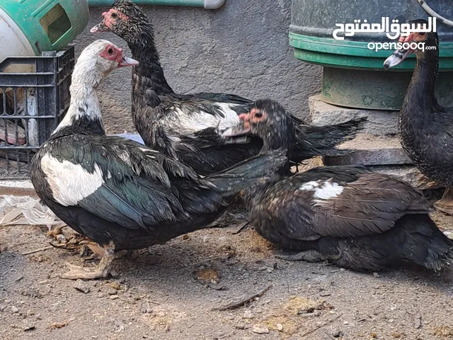 بش مصري نثايه عدد 3 السعر ب35 ابوالخصيب ماعندي توصيل$$$$$$$$$$$$