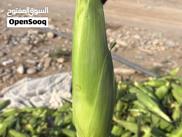 ذره طازجه للبيع الحلوه