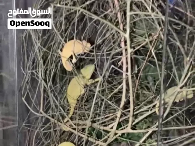 للبيع Veiled Chameleon