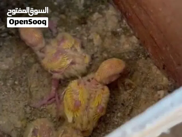 فروخ كوكتيل وروز لاتينو