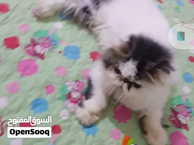 بنت منتجه فان برشن اكزوتك لونج هير كاريير أهالي مسجلين