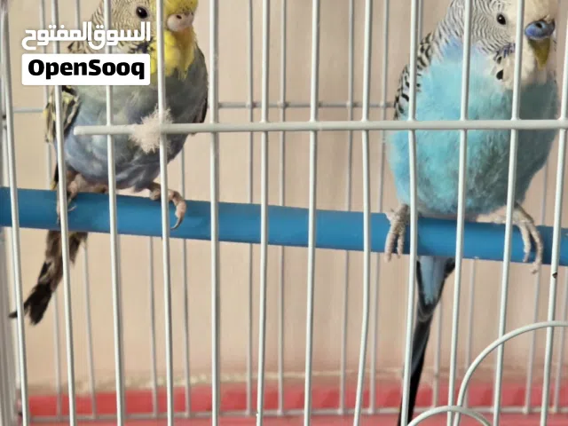 عصفورين  بادجى  ذكر و انثى
