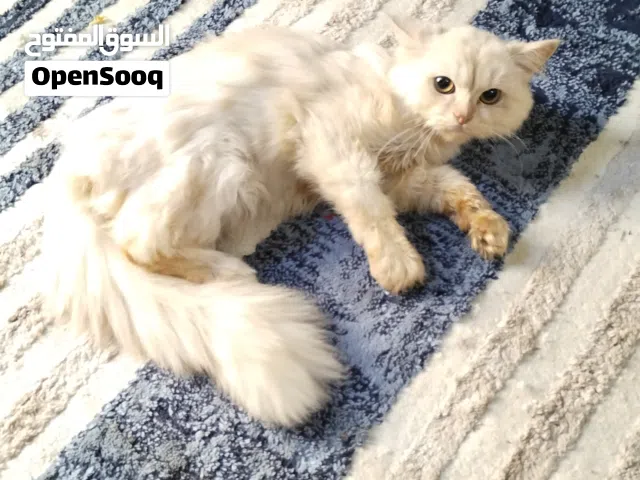 قطط توركيش انجولا