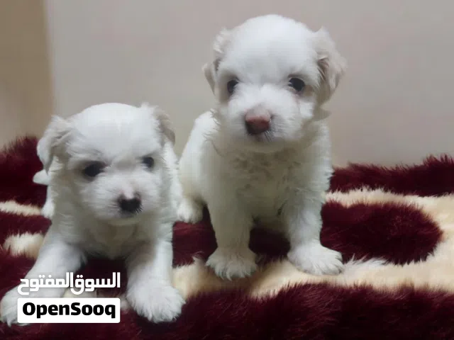 احلي جرواي ولد وبنت هافانيز Havanese ميني 47 يوم