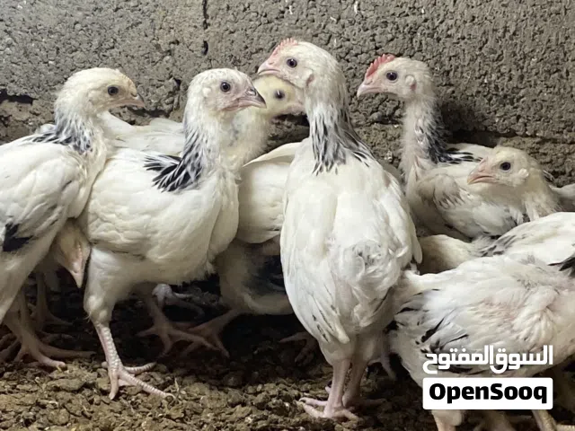 لبيع فروخ الساكس فرنسي + باكستاني + كوشن العملاق + كويتي حبب