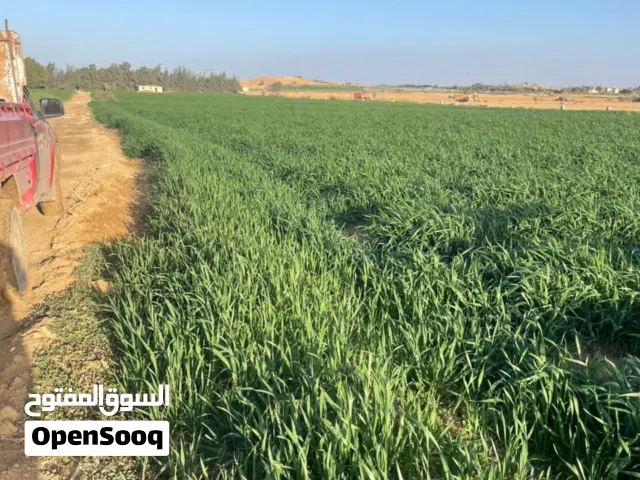 Farm Land for Sale in Giza Al-Ayyat