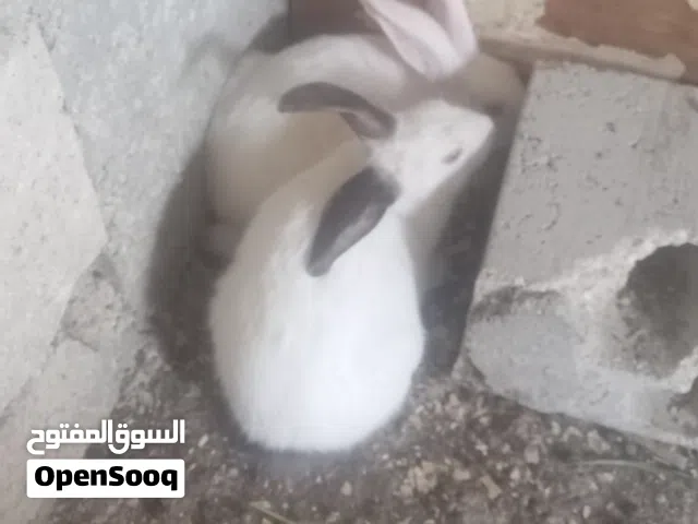 ارانب فرنسي