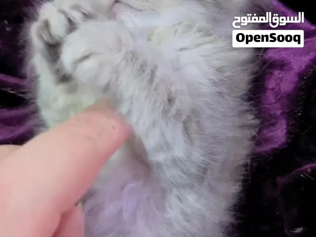 متاح كتن ذكر مع كامل أغراضه