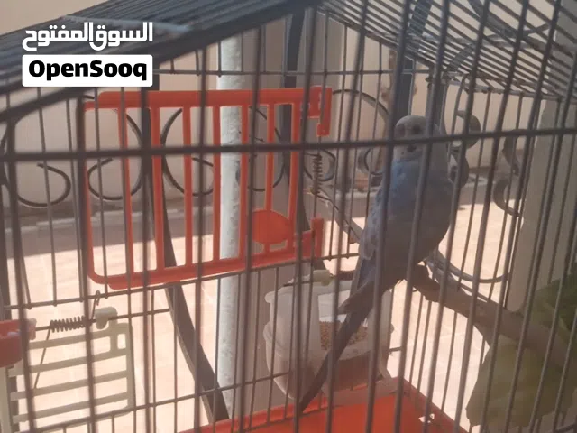عصفور بقلينو حاجة ربي ايبارك نضيف عمره 8شهور للبيع السعر35
