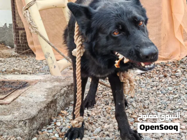 كلبه جيرمن بلاك جاك العمر سنه و ثلاث شهور تقريبا تصلح لكل شي وصحه ممتازه جدا فيه فيديو في الواتساب