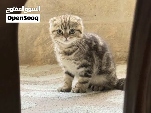 قط انثى عمر 3اشهر مع اغراضها