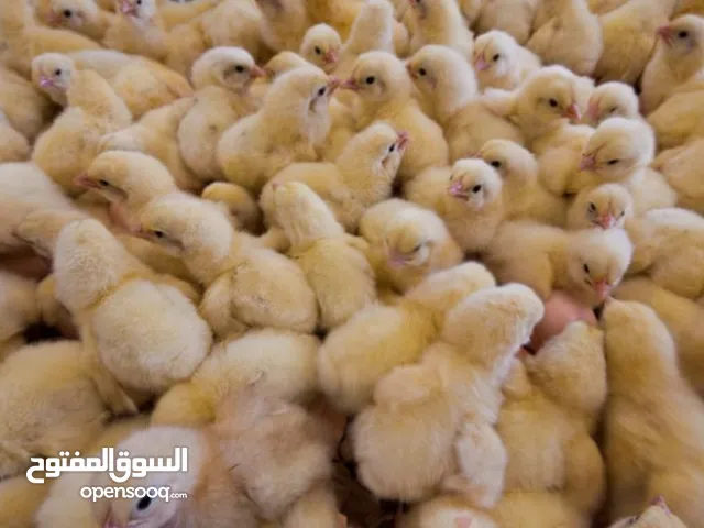مطلوب كتاكيت شقران صيصان دجاج