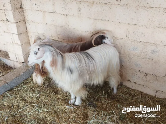 للبيع ثلاث شوهات مع تيس اقرا الوصف