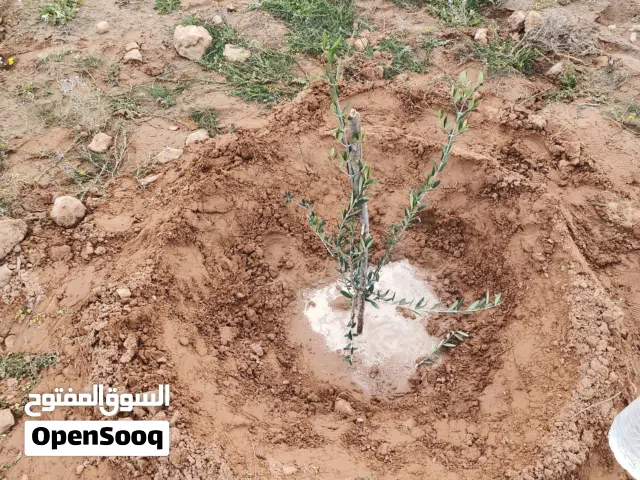 Farm Land for Sale in Misrata AlSakt