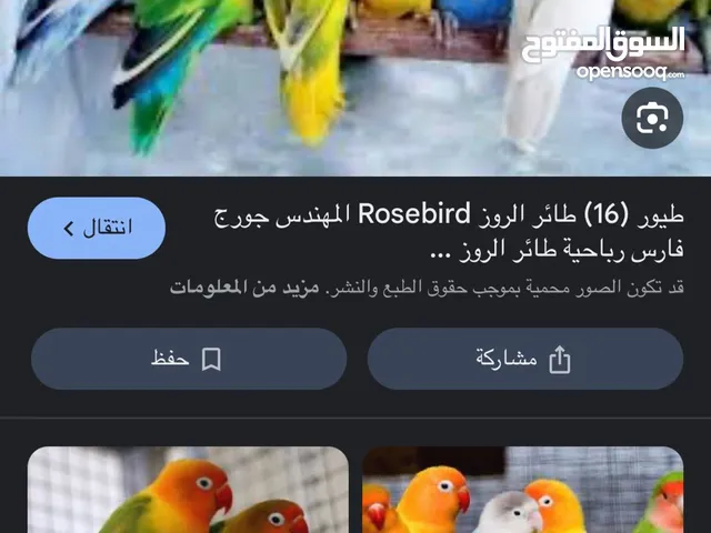 مطلوب زوج روز شوف لوصف