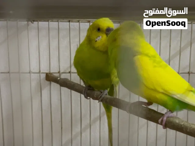 طيور هند بادجي
