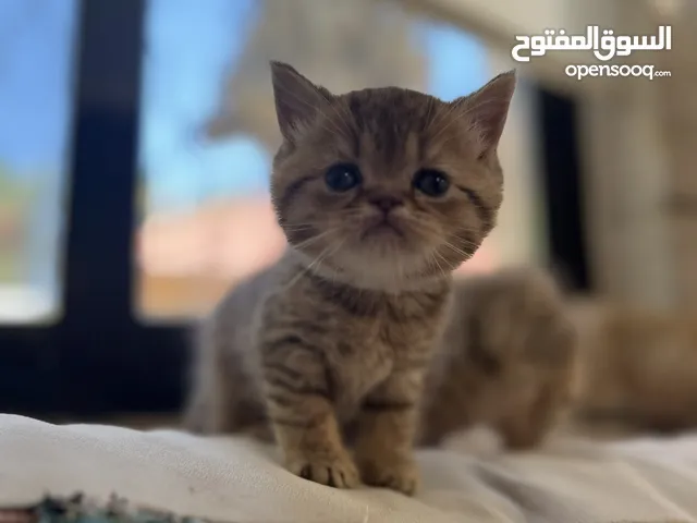 قطط كتن جولدن