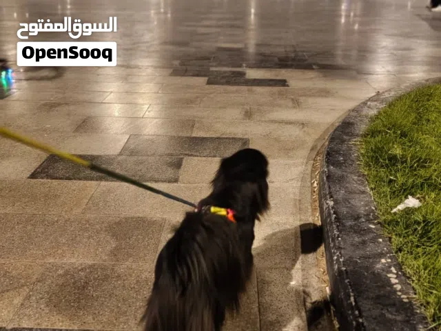 كلب  زينه البيع عمر سنه وشوي
