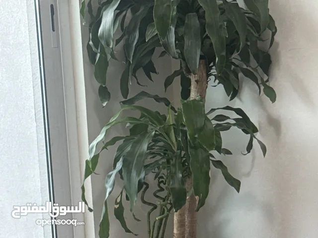 Elegant Indoor Plant - Perfect for Any Home Decor!