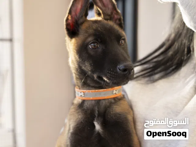 اقوى واجمل جراء بلجم مالينو في الاردن