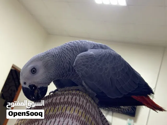 كاسكو متكلم وما يعض