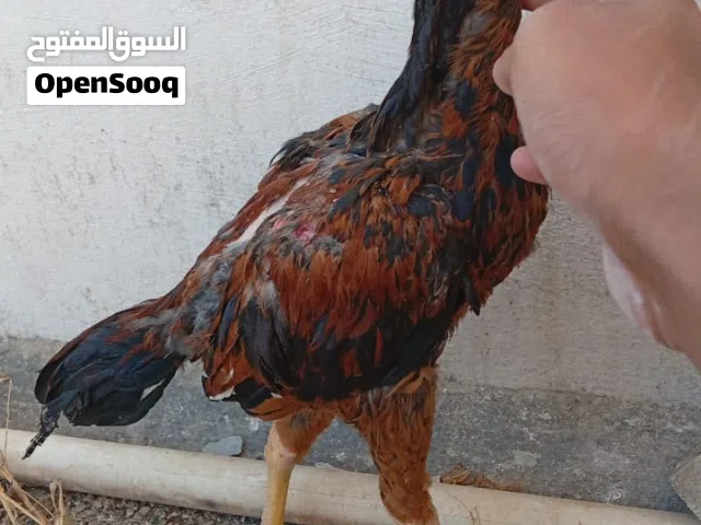 للبيع ديك ودجاجه نسل يصلح الميدان