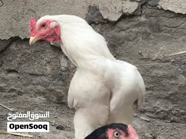 ديج هندي ابيض مال بيت