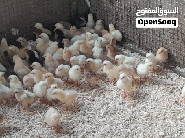للبيع صيصان فرنسي