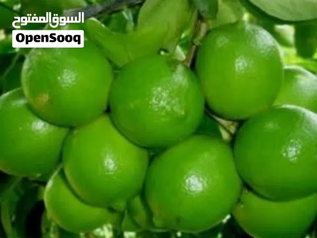 ليمون بن زهير