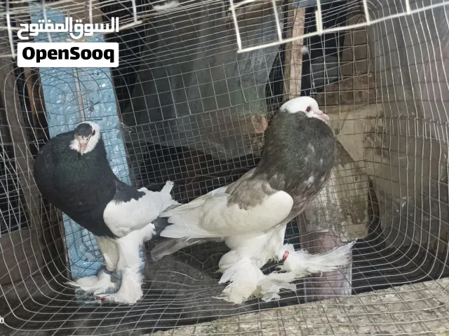 حمام نفاخ شباب تبارك الله مستوى جميل ماشاء الله للبيع