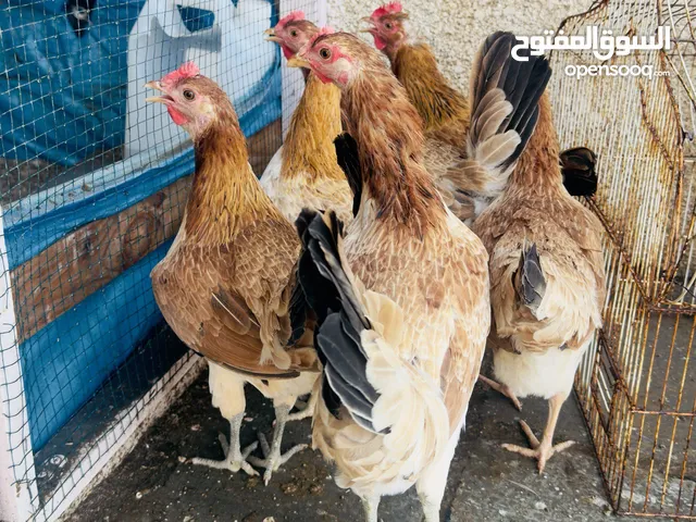 بيض دجاج عرب مستورد سعودي