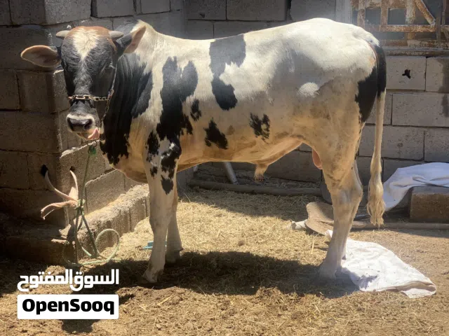عجل سمين وحلو عراقي سعره 2,600 مكاني بصره شط ألعرب الكباسي