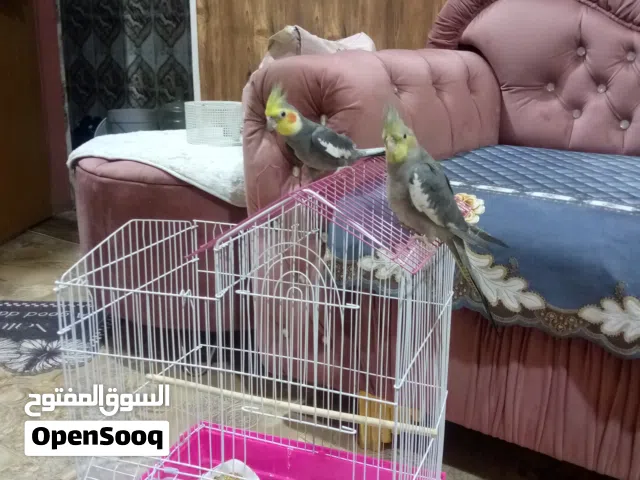 كوكتيل أليف ويغردنثيه وذكر