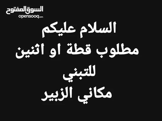 مطلوب قطة او اثنين للتبني