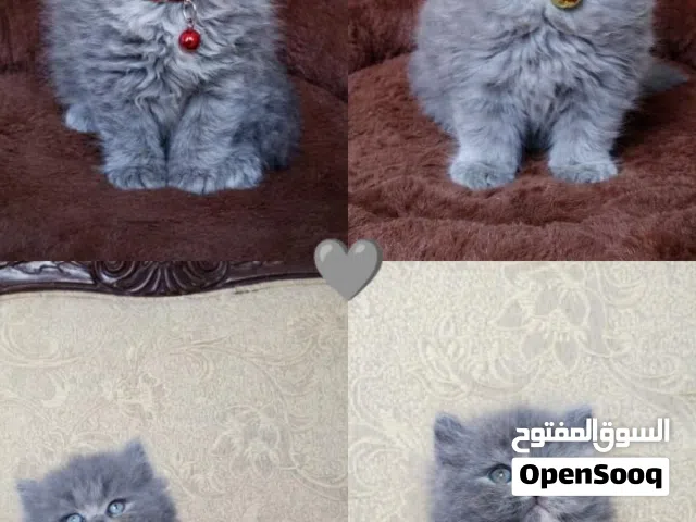 برتش مكس سكوتش.