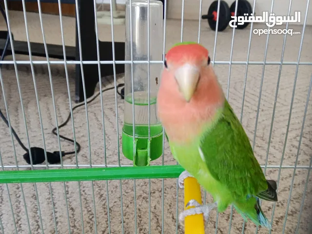 ببغاء روز لون مميز